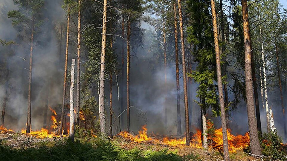 Skogsbolaget stäms på 277 miljoner för skogsbranden i Västmanland 2014. Foto: Fredrik Persson / TT Skogsbolaget stäms på 277 miljoner för skogsbranden i Västmanland 2014. Foto: Fredrik Persson / TT