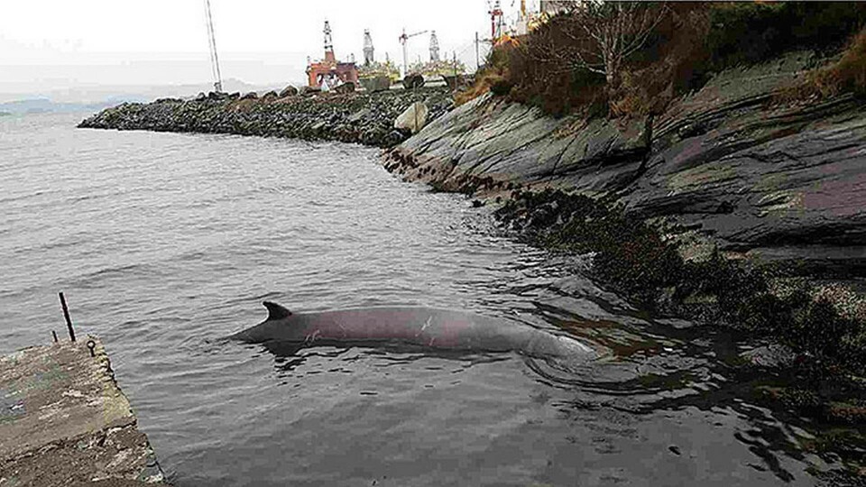 Småhuvudvalen som strandade vid Sotra. Foto: NTB/TT Småhuvudvalen som strandade vid Sotra. Foto: NTB/TT