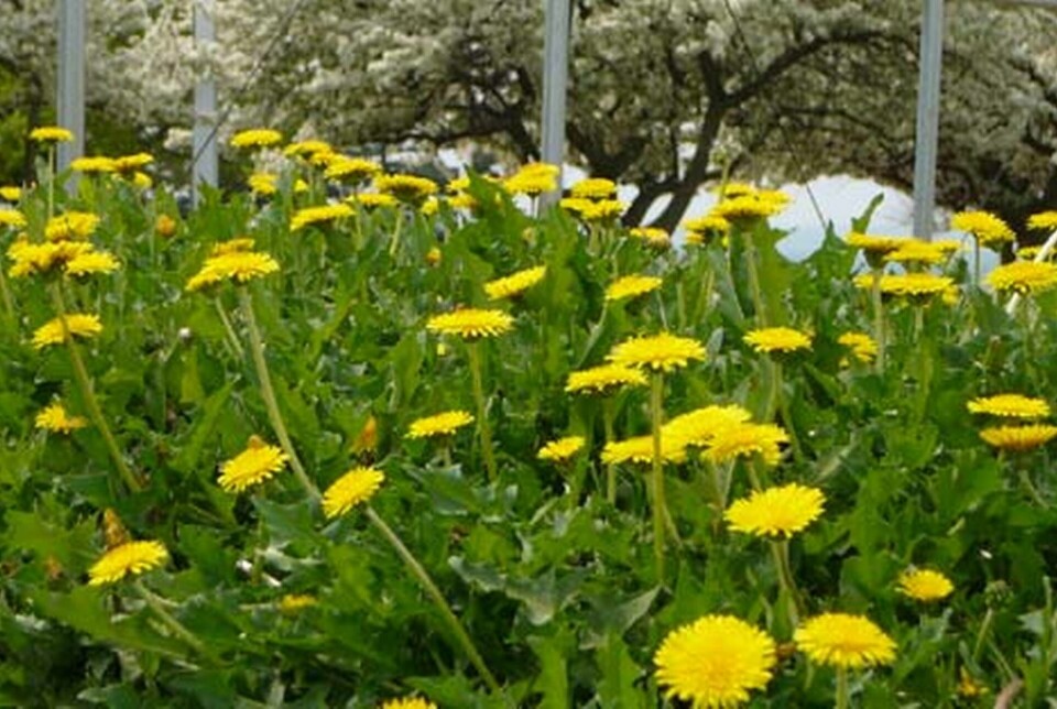 Rysk maskros. Foto: Bridgestone Rysk maskros. Foto: Bridgestone