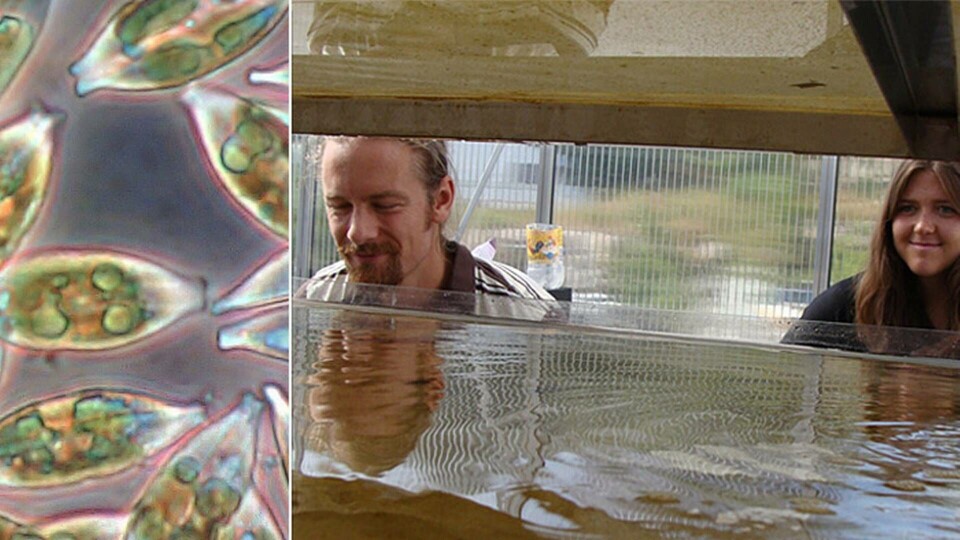 Swedish Algae Factorys algodling och företages levande alger under mikroskop. Nu prisas företaget av Världsnaturfonden. Foto: Swedish Algae Factory Swedish Algae Factorys algodling och företages levande alger under mikroskop. Nu prisas företaget av Världsnaturfonden. Foto: Swedish Algae Factory