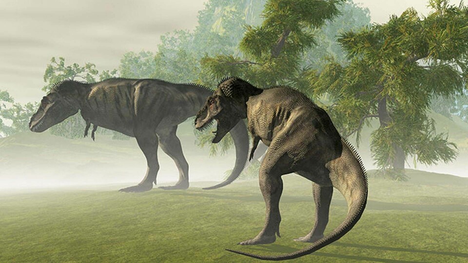 T-rex korta armar fyllde en funktion och var inte bara evolutionsrester. Foto: IBL