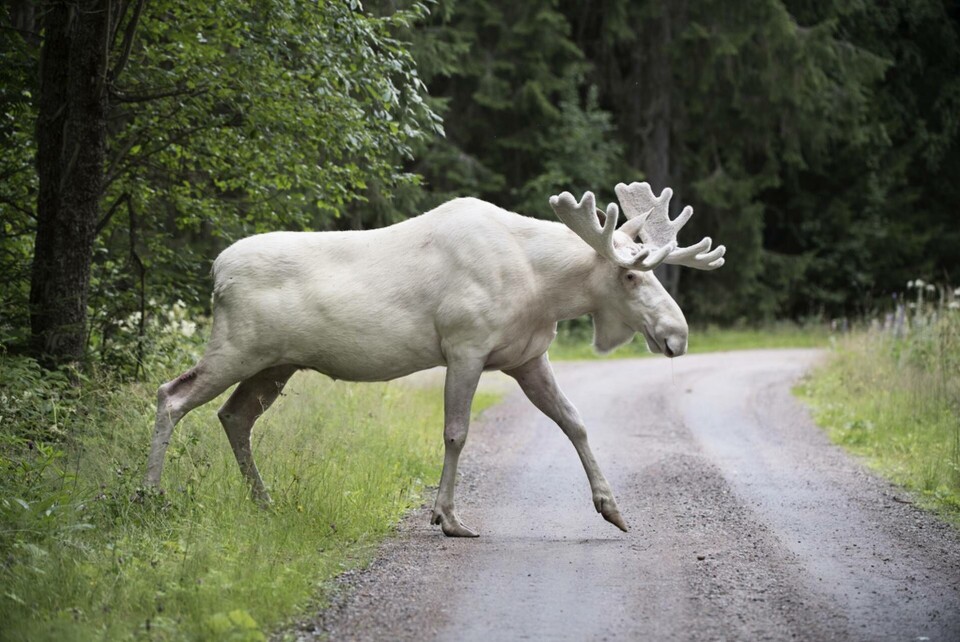 En vit älg i Gunnarskog i Värmland. Arkivbild. Foto: Tommy Pedersen / TT En vit älg i Gunnarskog i Värmland. Arkivbild. Foto: Tommy Pedersen / TT