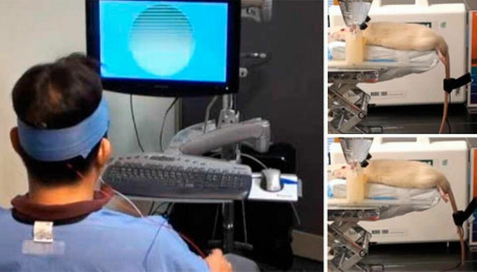 Via en EEG-utrustning styr mannens tanke råttans svans. Foto: Harvard Medical School