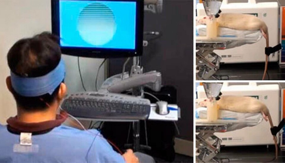Via en EEG-utrustning styr mannens tanke råttans svans. Foto: Harvard Medical School Via en EEG-utrustning styr mannens tanke råttans svans. Foto: Harvard Medical School