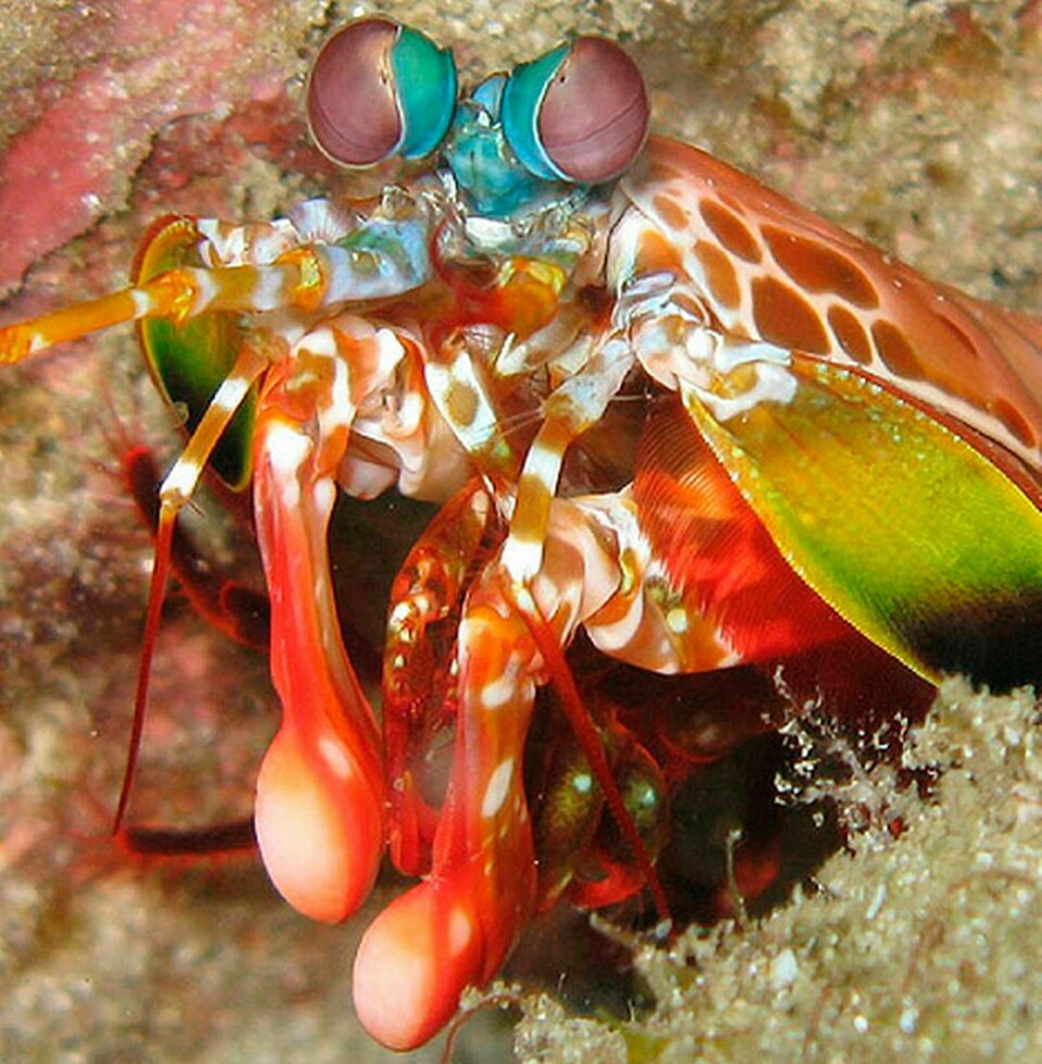 Med hjälp av två hammarliknande klor kan Mantisräkan slå sönder skalen på skaldjur såväl som glaset på akvarier. De kraftiga stötarna till trots skadas den inte sig själv. Hemligheten är en nyupptäckt komposit. Foto: Silke Baron