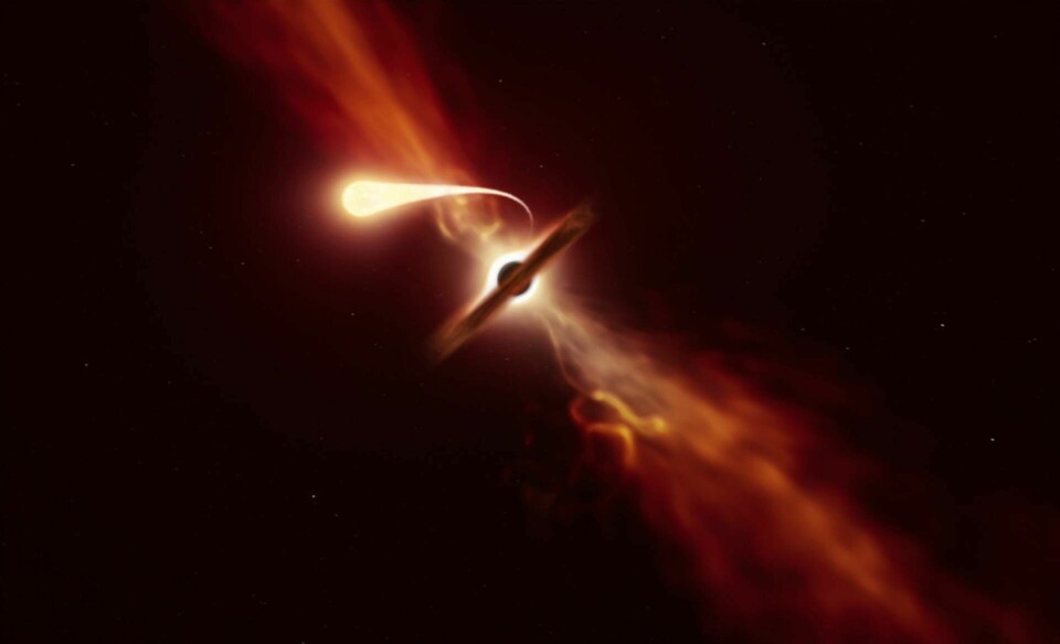 När en stjärna strimlas sönder och spagettifieras av ett svart hål ger den ifrån sig energi. Stjärnan flammar upp, något astronomerna kan upptäcka. Foto: Illustration: M. Kornmesser.