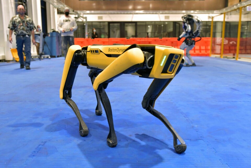 Robothunden Spot är drygt 30 kilo tung och utrustad med kameror. Här demonstreras den i den amerikanska tillverkaren Boston Dynamics lokaler i januari 2021. Foto: Foto: AP Photo/Josh Reynolds