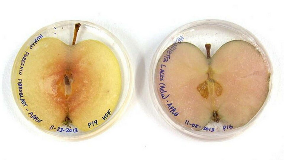 Foto: Pelling lab Foto: Pelling lab