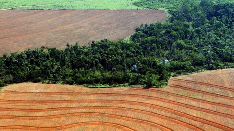 Regnskog har avskogats för att ge plats åt odling av sojabönor, i den här bilden tagen i Novo Progreso i Brasilien 2004. Foto: ALBERTO CESAR/Greenpeace/AP/TT