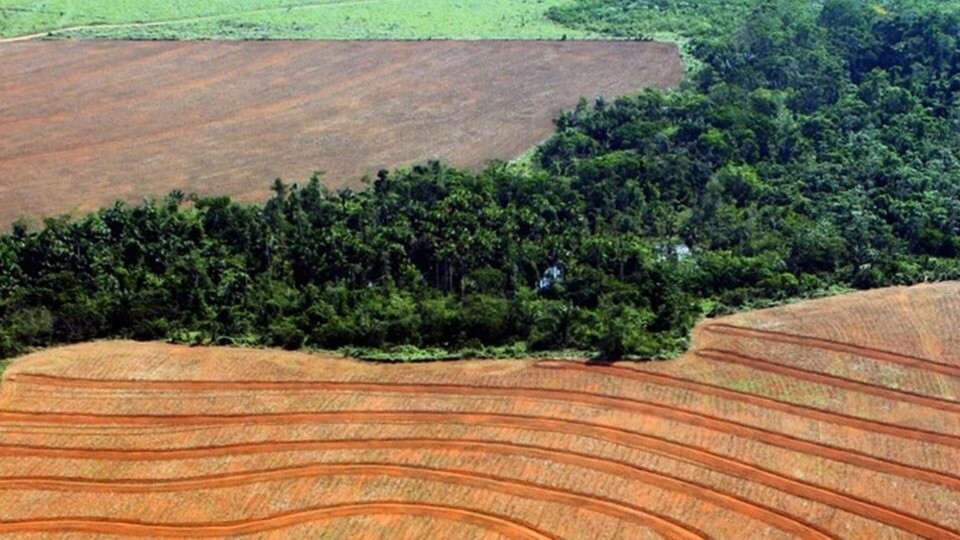 Regnskog har avskogats för att ge plats åt odling av sojabönor, i den här bilden tagen i Novo Progreso i Brasilien 2004. Foto: ALBERTO CESAR/Greenpeace/AP/TT Regnskog har avskogats för att ge plats åt odling av sojabönor, i den här bilden tagen i Novo Progreso i Brasilien 2004. Foto: ALBERTO CESAR/Greenpeace/AP/TT