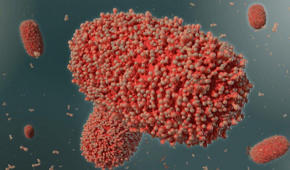 Vaccin mot apkoppor kommer i Danmark att erbjudas till män som har sex med män, om de har flera olika partners. Arkivbild. Foto: Anders Humlebo/TT Vaccin mot apkoppor kommer i Danmark att erbjudas till män som har sex med män, om de har flera olika partners. Arkivbild. Foto: Anders Humlebo/TT
