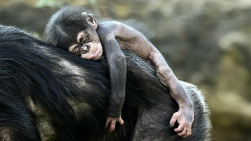 Schimpansungen Dayo, som var så här liten i april 2015, får troligtvis lära sig viktiga saker av sin mor som han bor tillsammans med på zoo i Gelsenkirchen i Tyskland. Foto: Martin Meissner/AP/TT