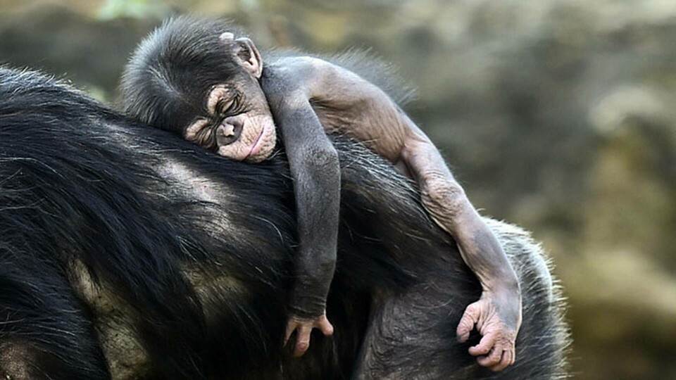 Schimpansungen Dayo, som var så här liten i april 2015, får troligtvis lära sig viktiga saker av sin mor som han bor tillsammans med på zoo i Gelsenkirchen i Tyskland. Foto: Martin Meissner/AP/TT Schimpansungen Dayo, som var så här liten i april 2015, får troligtvis lära sig viktiga saker av sin mor som han bor tillsammans med på zoo i Gelsenkirchen i Tyskland. Foto: Martin Meissner/AP/TT