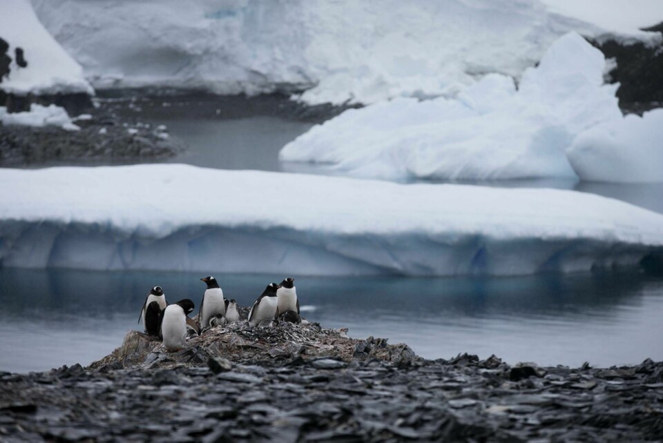Pingviner nära en chilensk forskningsstation på Antarktiska halvön, där nya värmerekord har noterats. Foto: Natacha Pisarenko/AP/TT