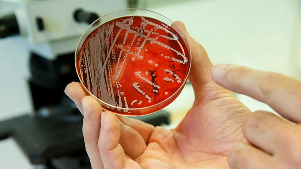 Antibiotikaresistenta bakterier. Foto: Poppe Cornelius