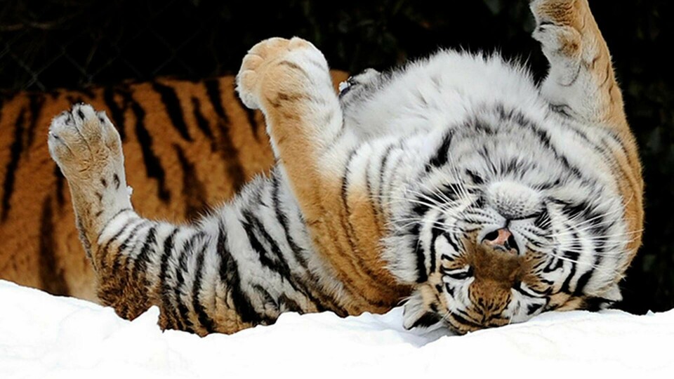 En tiger som leker i snön. Foto: TT