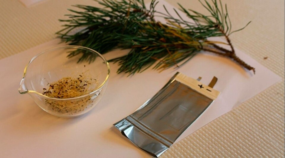 Alfalfa och tallkåda är de biologiska ingredienserna i det nya batteriet från Uppsala. Foto: Uppsala universitet. Alfalfa och tallkåda är de biologiska ingredienserna i det nya batteriet från Uppsala. Foto: Uppsala universitet.