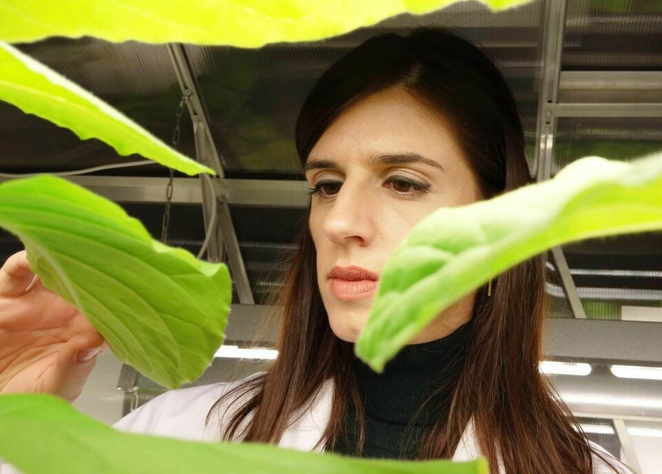 Forskaren Eleni Stavrinidou utvecklar elektroniska växter. Foto: Thor Balkhed/Linköpings universitet