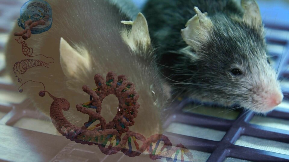 Mössen på bilden är genetiskt identiska men den ena musen åldras i förtid. Foto: Harvard