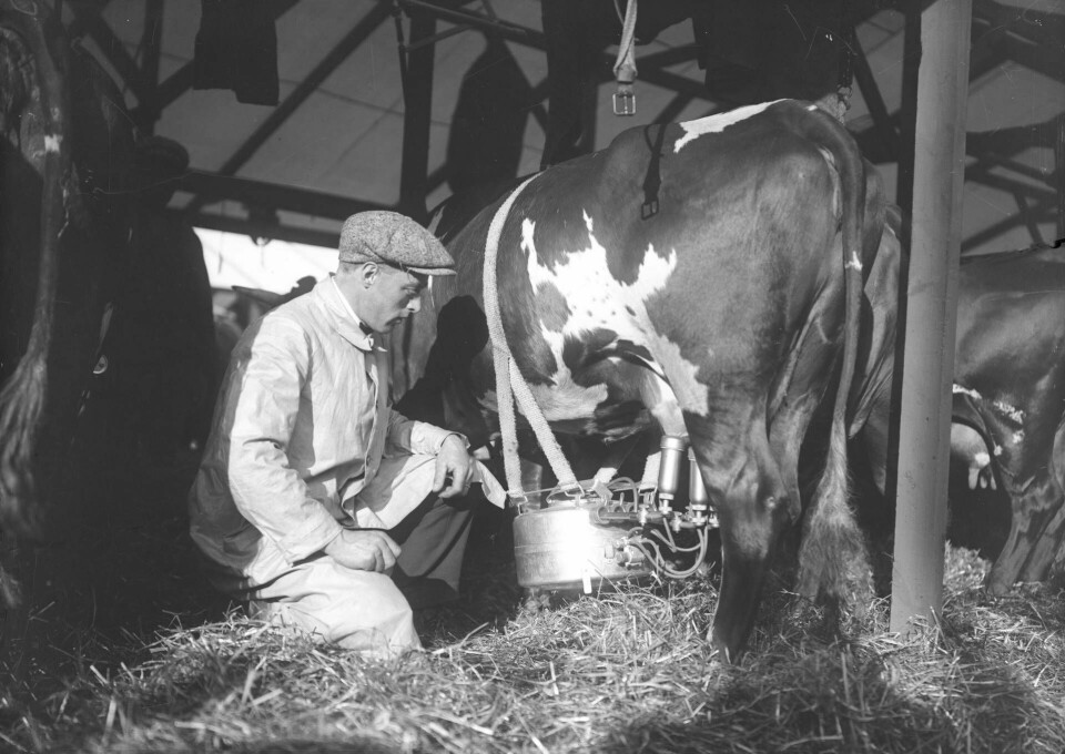 Maskinmjölkning är standard i hela västvärldens mejeriproduktion sedan 1970-talet. Foto: KAMERAREPORTAGE/TT
