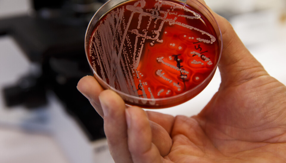 Antibiotikaresistens klassas av Världshälsoorganisationen (WHO) som ett av de största hälsohoten som mänskligheten. Arkivbild. Antibiotikaresistens klassas av Världshälsoorganisationen (WHO) som ett av de största hälsohoten som mänskligheten. Arkivbild.
