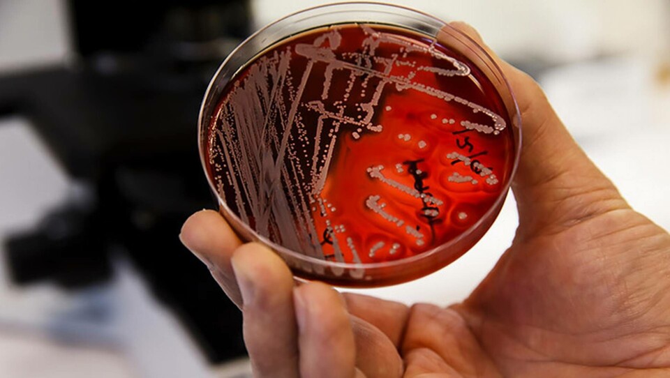 AI har upptäckt antibiotika som dödar resistenta bakterier