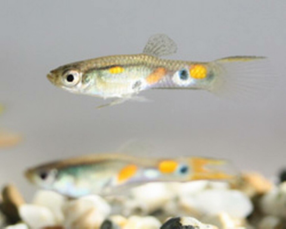 Akvariets Einstein är mest välhängd