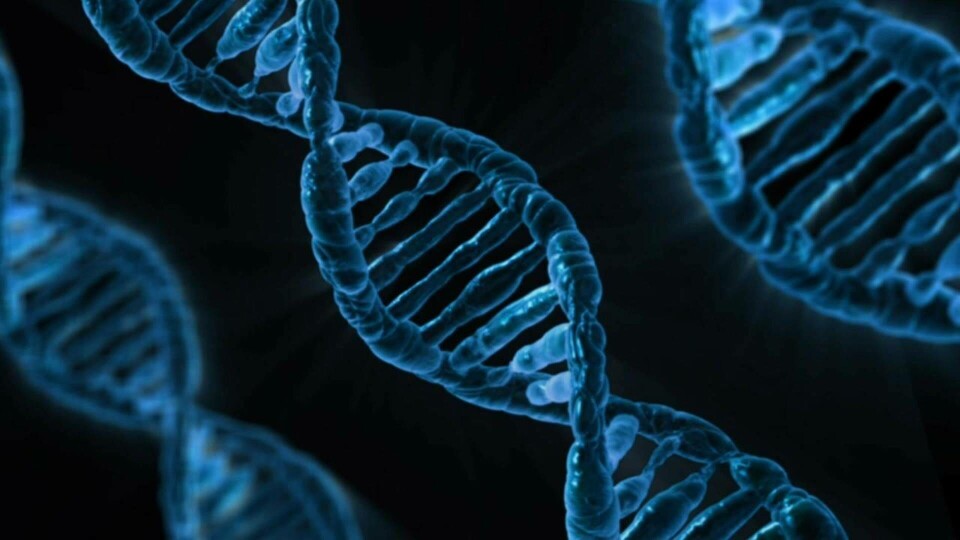 Crispr kan förhindra svår fetma – utan dna-klipp