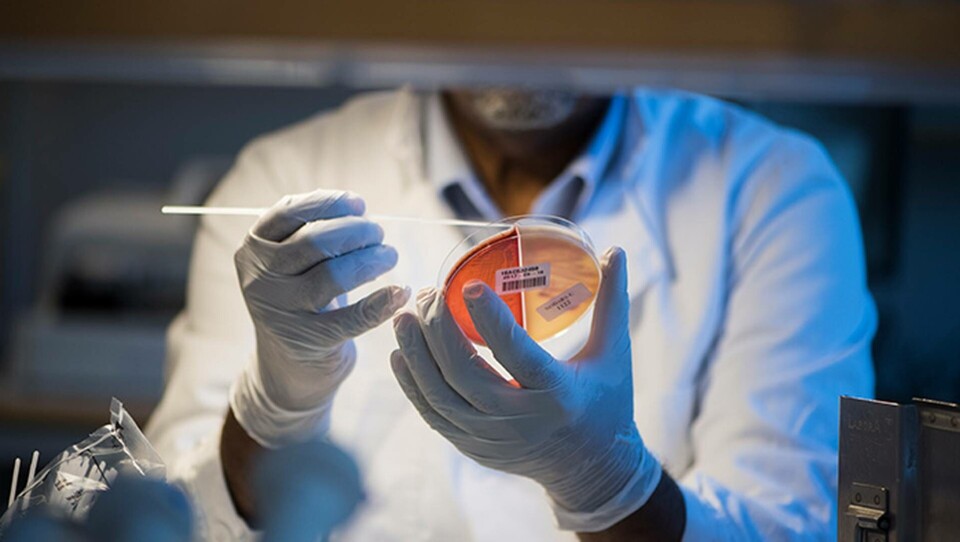 Dansk kamp mot tarmbakterie: ”Få typer av antibiotika kvar”