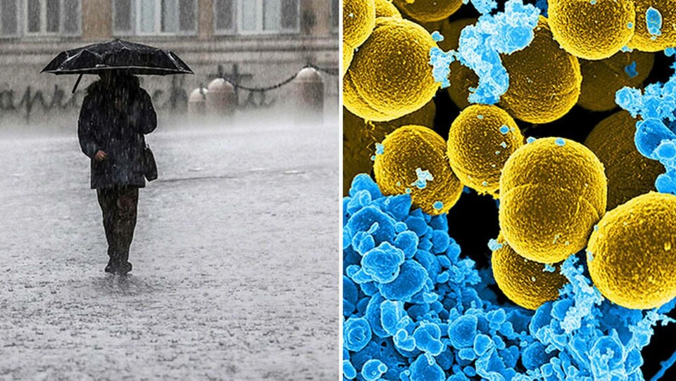 Forskare hävdar att det regnar virus från atmosfären – över hela planeten