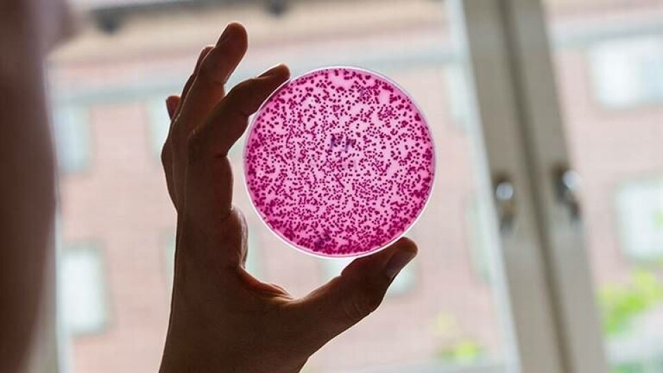 Odlingsplatta med bakterier, varav några är resistenta mot antibiotika, på laboratoriet vid antibiotikaforskningsenheten Klinisk mikrobiologi i Uppsala. Foto: TT Odlingsplatta med bakterier, varav några är resistenta mot antibiotika, på laboratoriet vid antibiotikaforskningsenheten Klinisk mikrobiologi i Uppsala. Foto: TT