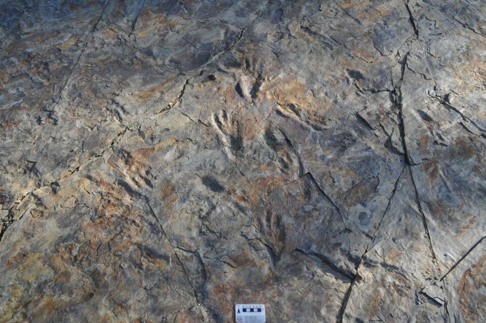 Välbevarade spår från vad forskarna tror är en Batrachopus grandis. Foto: Kyung Soo Kim/Chinju National University of Education Välbevarade spår från vad forskarna tror är en Batrachopus grandis. Foto: Kyung Soo Kim/Chinju National University of Education