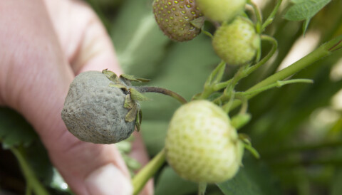 Gråmögel kan bland annat drabba jordgubbar hårt. Arkivbild. Gråmögel kan bland annat drabba jordgubbar hårt. Arkivbild.