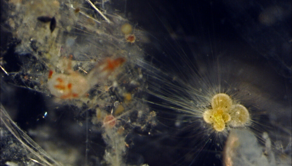 Mikroskopiska alger fotade med hjälp av ett mikroskop.