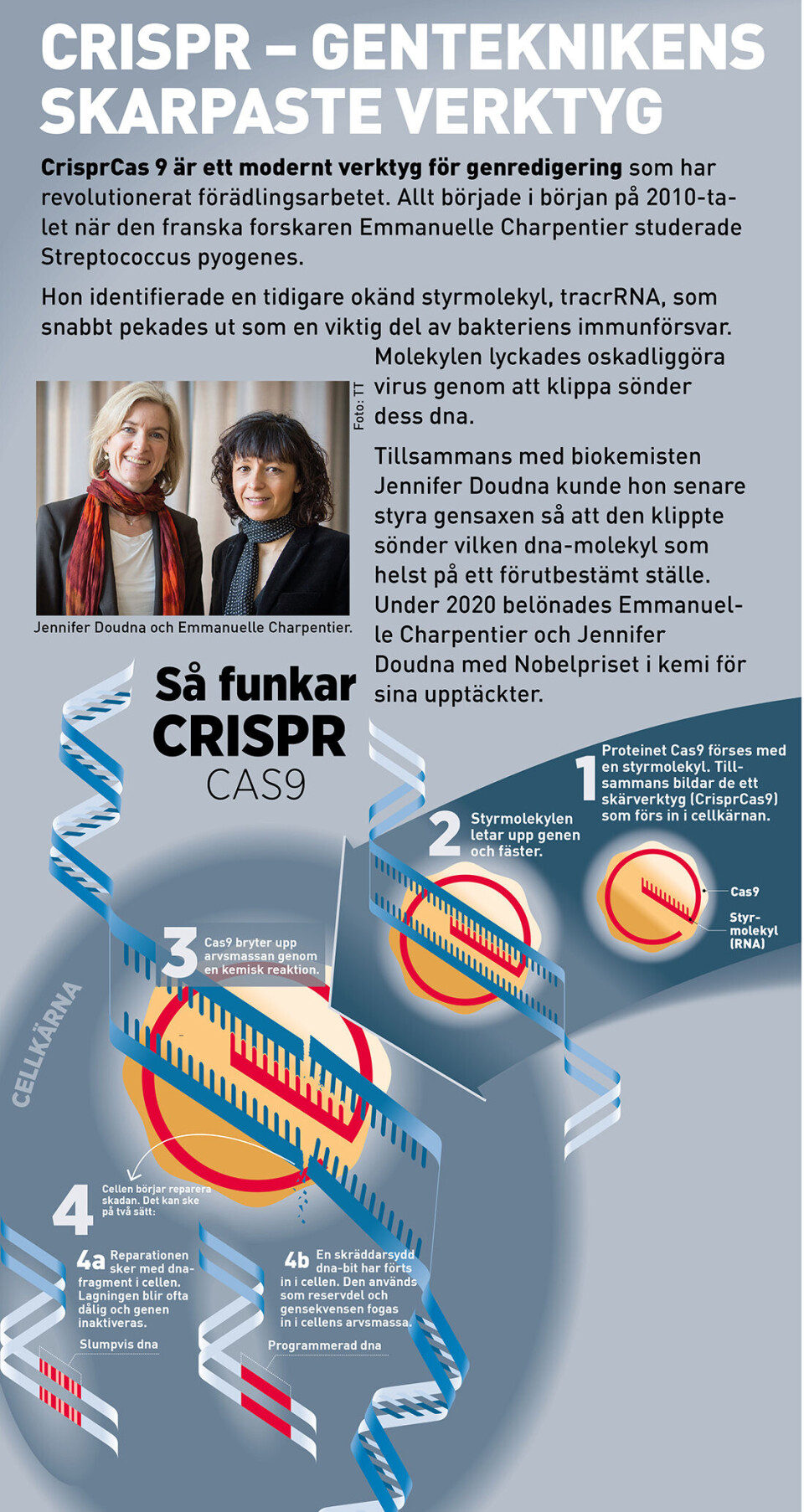 Crispr - genteknikens skarpaste verktyg. Crispr - genteknikens skarpaste verktyg.
