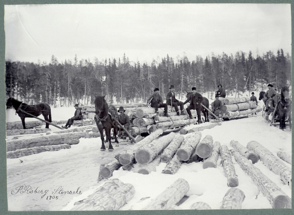 Skogsavverkning pågick normalt vintertid, då det var enklare att frakta stockarna på tjäle och is. Bilden från 1905 visar huggare och körare i Elfsvik.