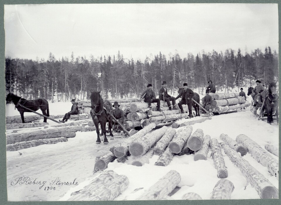 Skogsavverkning pågick normalt vintertid, då det var enklare att frakta stockarna på tjäle och is. Bilden från 1905 visar huggare och körare i Elfsvik. Skogsavverkning pågick normalt vintertid, då det var enklare att frakta stockarna på tjäle och is. Bilden från 1905 visar huggare och körare i Elfsvik.