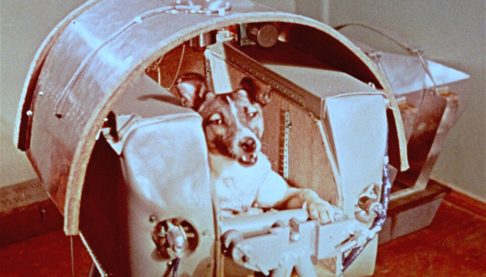 Hunden Laika. Hunden Laika.