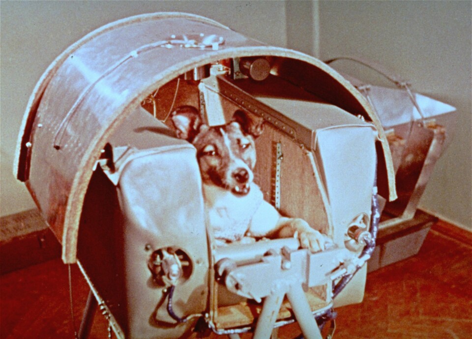 Den vit-bruna hunden Laika i en typ av pod, i ett fotografi från Nasa