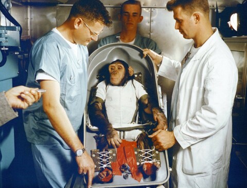 Chimpansen Ham. Chimpansen Ham.
