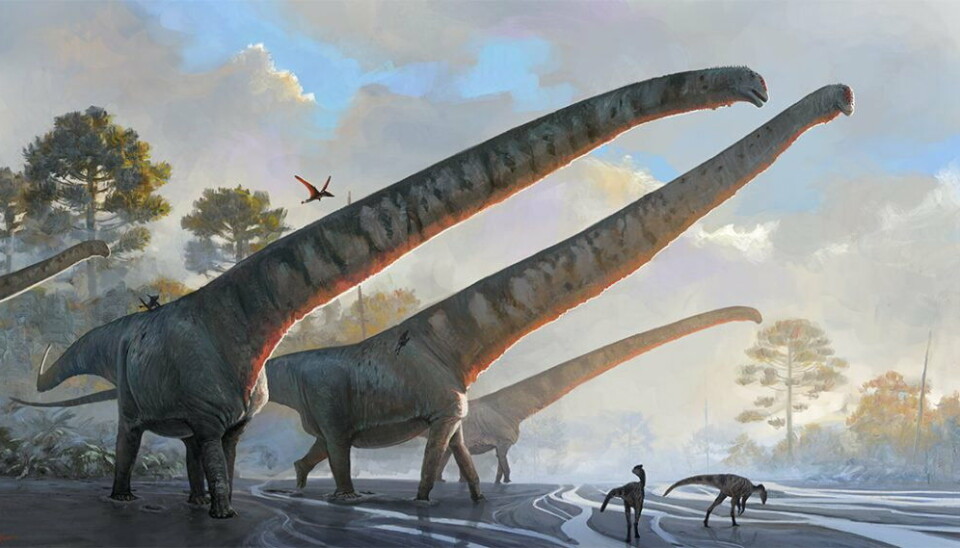Så här föreställs Mamenchisaurus sinocanadorum ha sett ut. Pressbild. Mamenchisaurus sinocanadorum.