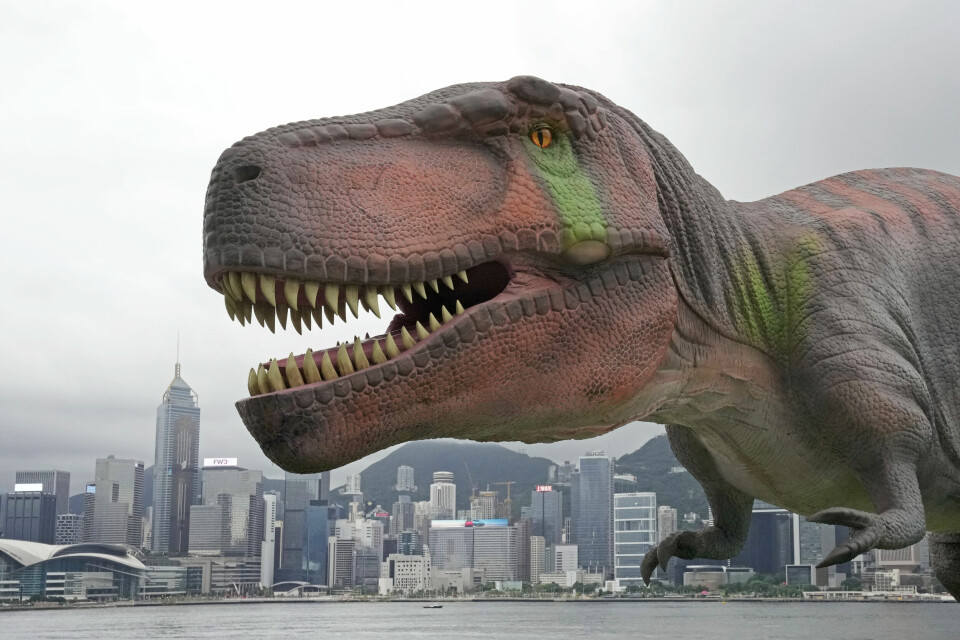 Stora och vassa tänder som sticker fram – så brukar T-rex ofta skildras. Arkivbild.