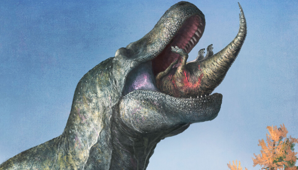 Illustrationen visar hur det kan ha sett ut när en T-rex slukade en Edmontosaurus, en sorts anknäbbsdinosaurie. Läppar kan ha gjort att bara toppen av tänderna stack fram, tror forskarna.