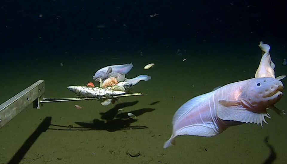 En snigelfisk på 8 336 meters djup har slagit världsrekord. Fiskar fotade djupt ner i havet.