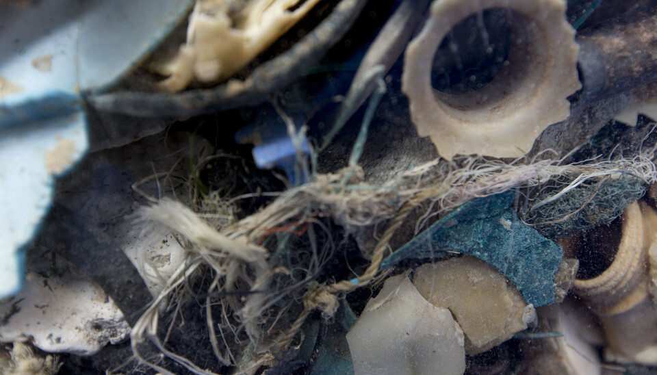 Ryggradslösa djur har skapat sig ett liv på plastskräp långt ute i Stilla havet. Arkivbild. Ryggradslösa djur har skapat sig ett liv på plastskräp långt ute i Stilla havet. Arkivbild.