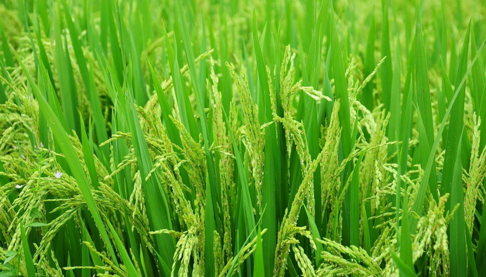 Forskarna planterade ett vildris samt två genmanipulerade rissorter.