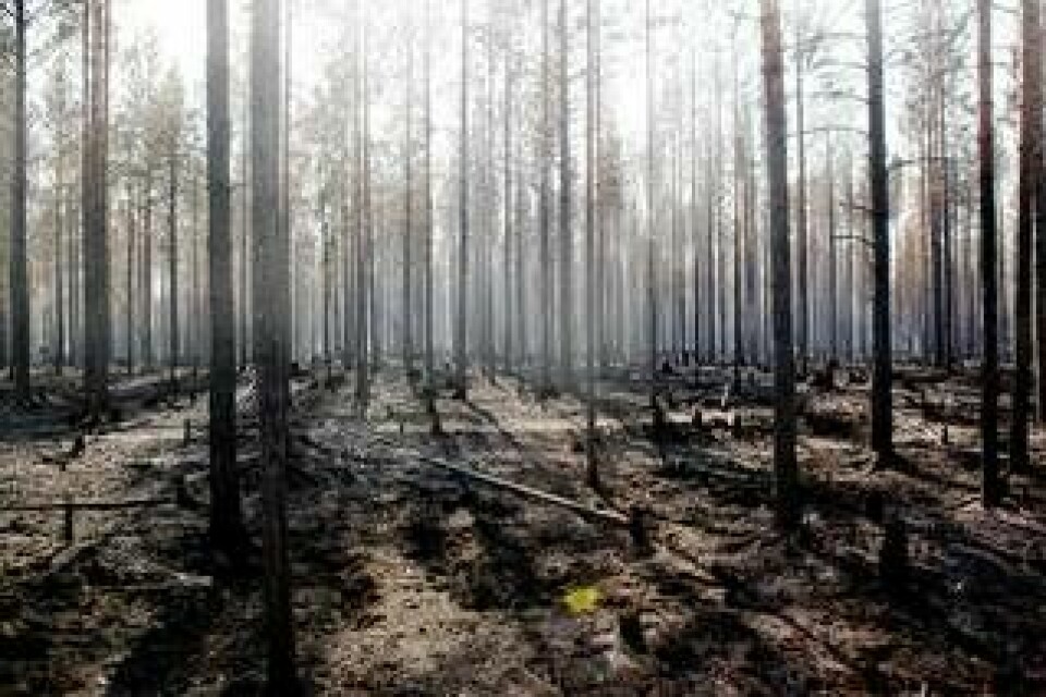 Brandskadad skog mellan Kårböle och Lassekrog i Gävleborgs län. Foto: Pernilla Wahlman/TT
