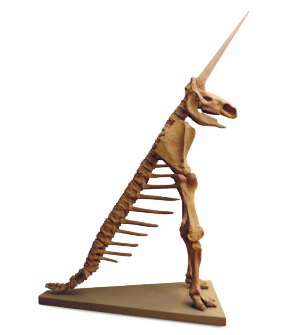 Modell av den mystiska 'enhörningen', med en lång och rejäl ryggrad, ett noshörningskranium och ett rejält horn i pannan.