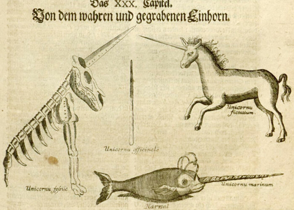 Illustrationer som visar 'Magdeburg-enhörningen' jämte en enhörning i den klassiska häst-formen och en narval.