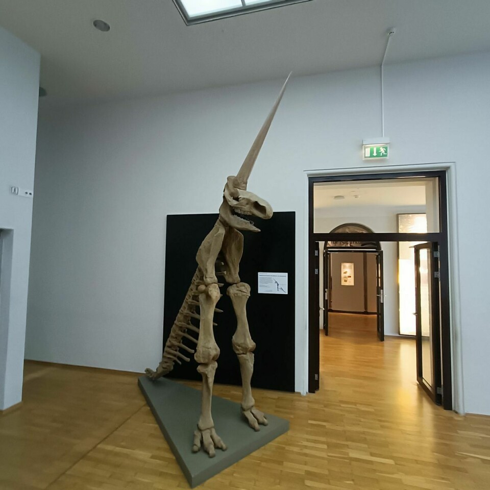 'Magdeburg-enhörningen' i Naturhistoriska museet i Magdeburg.